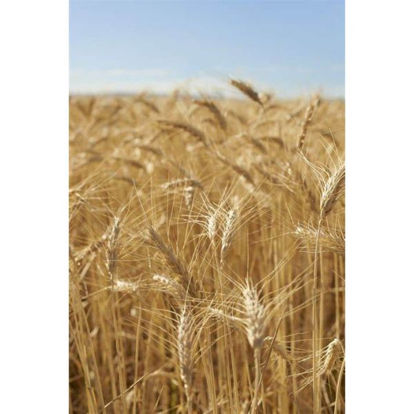 MISCUGLIO DI ORZO DOSI - VARIETA' MAS TWIN - TRATTATO - 25KG