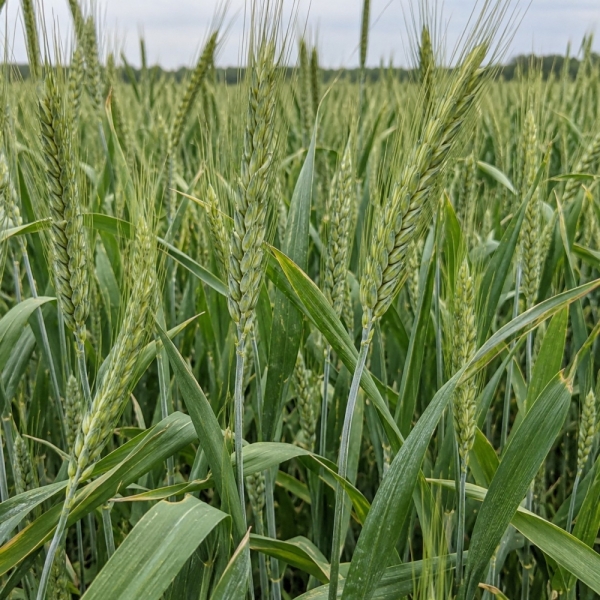 Semi di Triticale Bikini - 25 kg - Non trattati