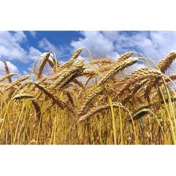 SEMI DI TRITICALE BIOLOGICO 25 KG - VARIETA' GENUX - SEME BIOLOGICO