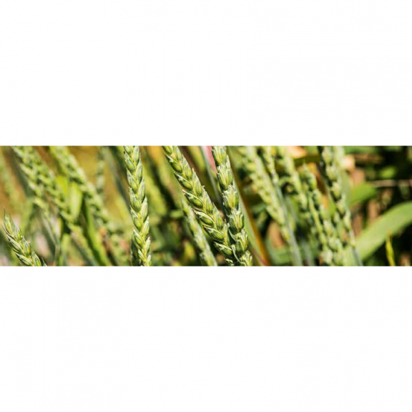 SEMI DI FARRO SPELTA 15 KG - VARIETA' ALKOR - NON TRATTATO