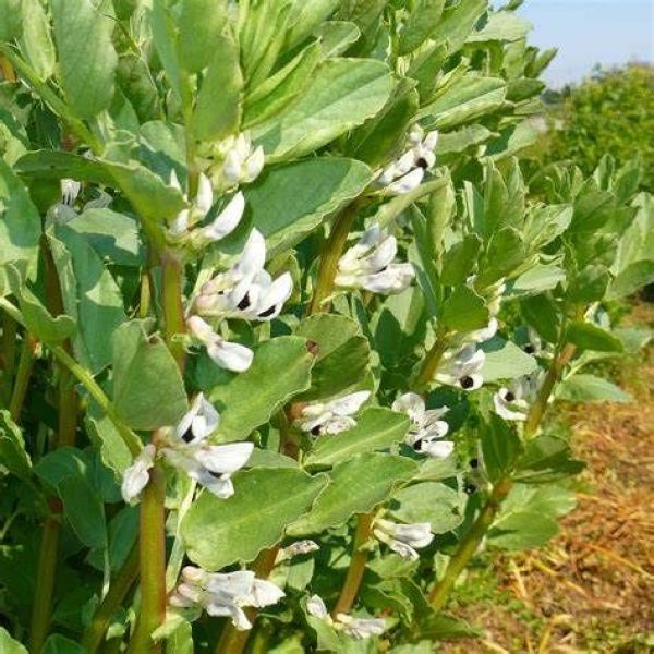 SEMI DI FAVINO CHIARO 25 kg - VARIETA' NOUMEA - BIOLOGICO