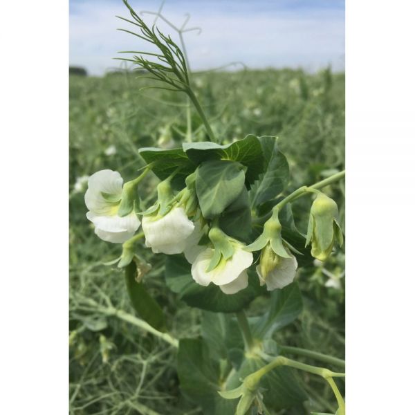 SEMI DI PISELLO PROTEICO VERDE CARRINGTON  30 KG - NON TRATTATO