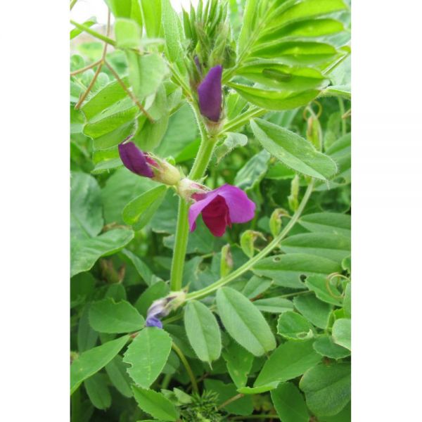 SEMI DI VECCIA COMUNE 25 kg - VARIETA' AD FABIA - NON TRATTATO