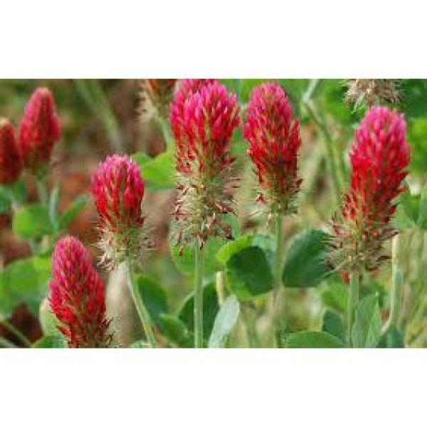 SEMI DI TRIFOGLIO INCARNATO  VARIETA' MAVI 25 KG- BIOLOGICO