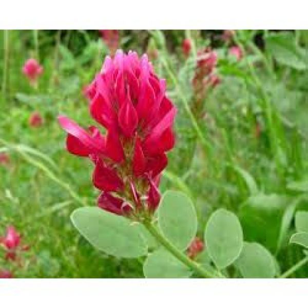 SEMI DI SULLA SGUSCIATA BIOLOGICO 25 KG - VARIETA' SULLA SGUSCIATA ...