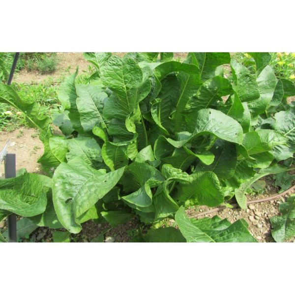 SEMI DI RAFANO DECOMPATTANTE VARIETA' DAIKON 25KG - NON TRATTATO