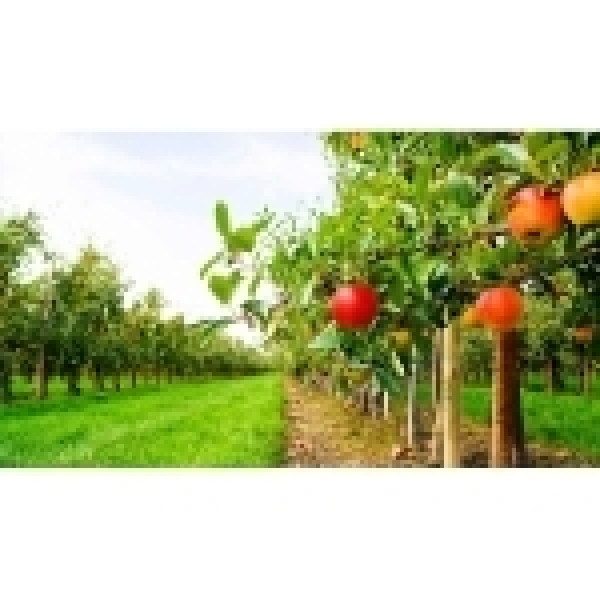 MISCUGLIO DA SOVESCIO FRUIT 25KG - NON TRATTATO