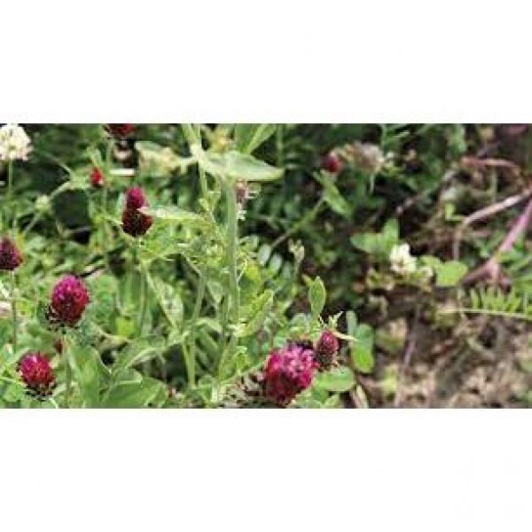 SEMI DI MISCUGLIO EFA 25-600 KG - VARIETA' ORZO CLOVER - NON TRATTATO