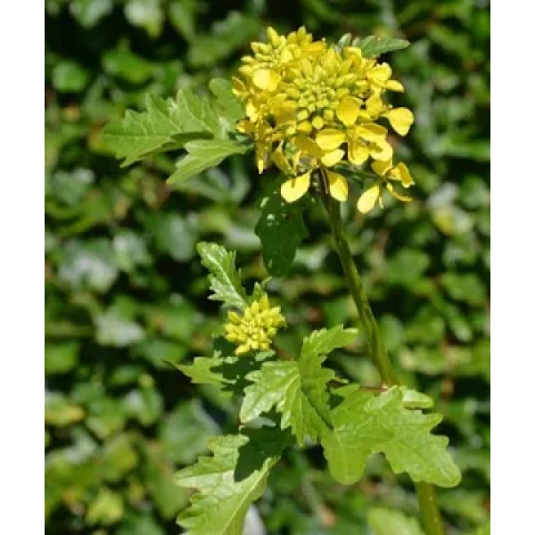 SEMI DI MISCUGLIO GEOPRO GOLD 10 KG - NON TRATTATO