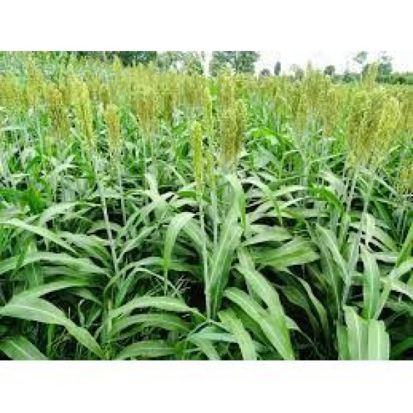 MISCUGLIO DI SEMI DI COVER E SOVESCI 25 KG - VARIETA' SIMPLEX - NON...