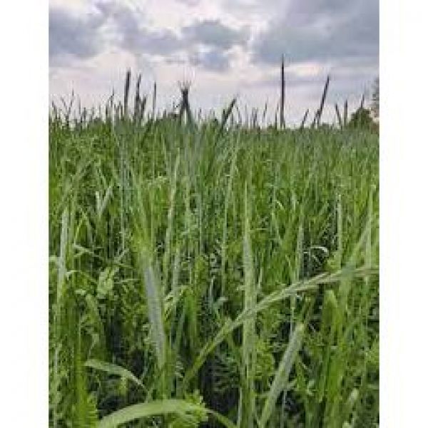 SEMI DI ERBAIO A BASE LOIETTO 25KG - VARIETA' EFA LOI - NON TRATTATO