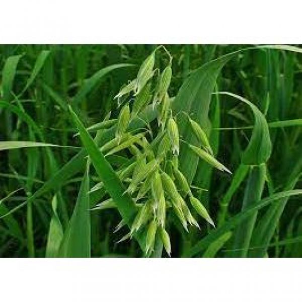 MISCUGLIO DI SEMI DI ERBAIO A BASE CEREALI 25 KG - VARIETA' MUTIMIX...