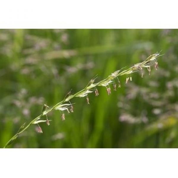 MISCUGLIO DI SEMI KAPPAMINUS - 25KG NON TRATTATO