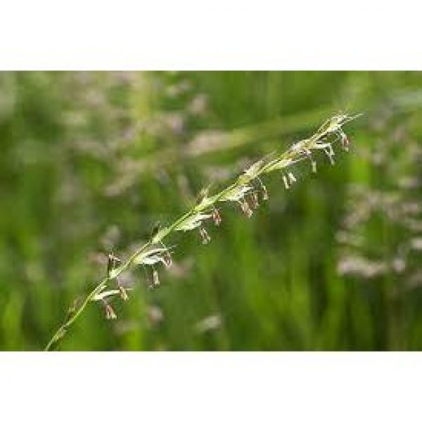 SEMI DI ERBAIO A BASE LOIETTO 20 KG - VARIETA' PREMIUM - NON TRATTATO