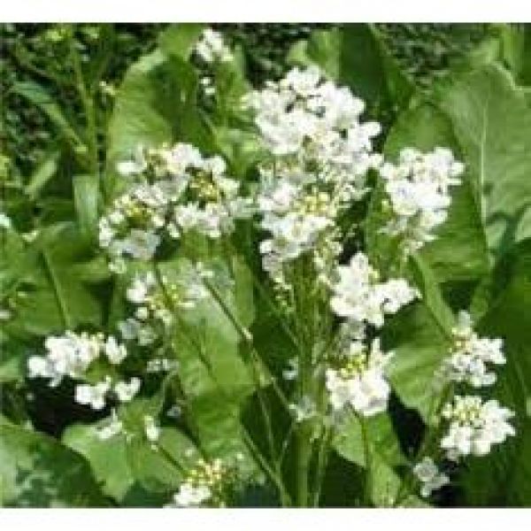 SEMI DI RAFANO BILLE 25KG - NON TRATTATO