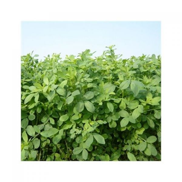 SEMI DI ERBA MEDICA MAS ALFA DUO 4 - 25 KG TRATTATO AGROSTART+MYCO