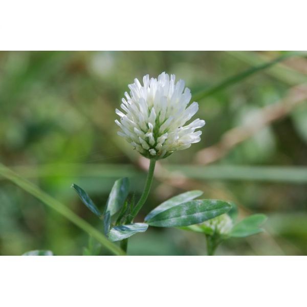 SEMI DI TRIFOGLIO ALESSANDRINO VARIETA' ALEX - 25KG NON TRATTATO