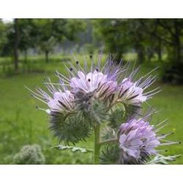 Semi Di Facelia 500 G - Phacelia Tanacetifolia, Per Api E Farfalle, Copre Circa 300 M²