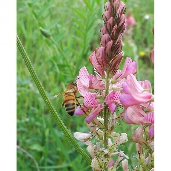 SEMI DI LUPINELLA SGUSCIATA 25 KG - NON TRATTATO