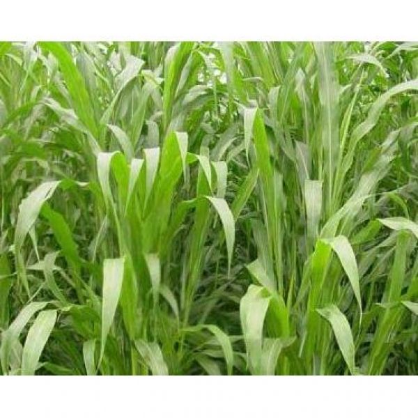 MISCUGLIO DI SEMI VARIETA' SORGOVIGNA - 25KG NON TRATTATO