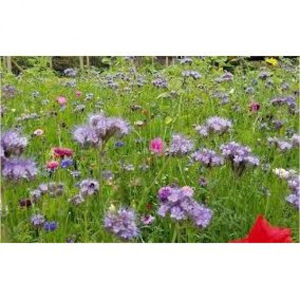 MISCUGLIO PER PRATI STABILI  - VARIETA' PRATER MIX - 10KG-NON TRATTATO