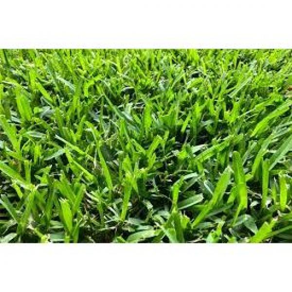 SEMI DI MISCUGLIO VARIETA' PRATO RUSTICO 15KG - NON TRATTATO