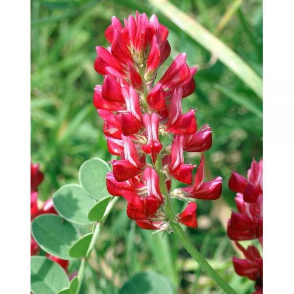 MISCUGLIO APISTICO E BIODIVERSITA' LEG MIX (ECO4 E ECO 5) - 10KG NO...