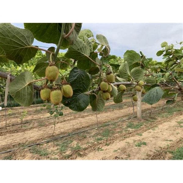 MISCUGLIO DA SOVESCIO PER FRUTTETO MAS4EXPERT - VARIETA' SOVESCIO K...