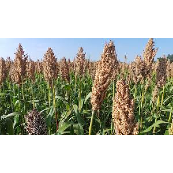 SEMI DI SORGO FORAGGERO BMR VARIETA' FRUGAL - 25KG NON TRATTATO