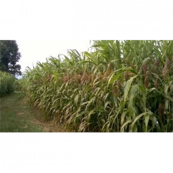 SEMI DI SORGO FORAGGERO  VARIETA' ALLTIME - 25KG NON TRATTATO