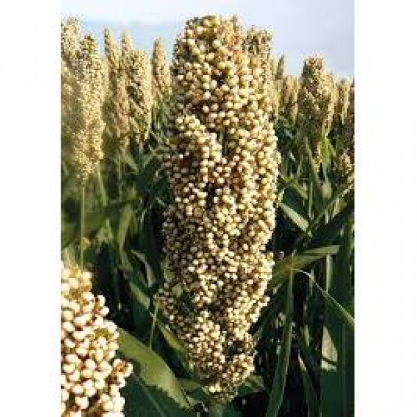 SEMI DI GRANELLA BIANCA - VARIETA' GGOSPEL - STANDARD