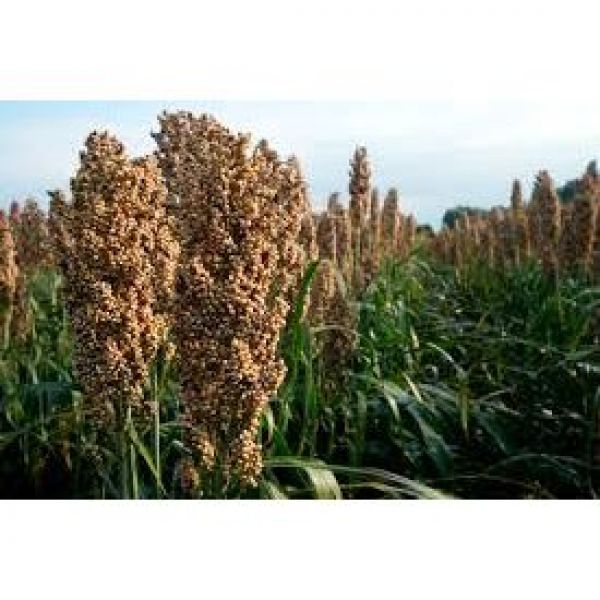 SEMI DI GRANELLA ROSATA - VARIETA' IGGOR - STANDARD