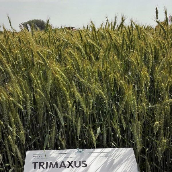 TRITICALE TRIMAXUS 2^RIP 25 KG TRATTATO