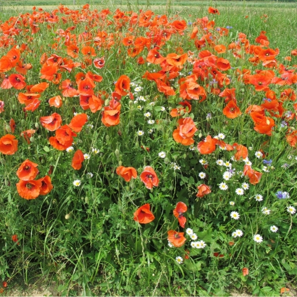 Miscuglio Prato Fiorito – 10 x 0,3 kg – Non trattato – Per Pa...