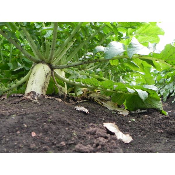 SEMI DI RAFANO DOUBLET 20 KG