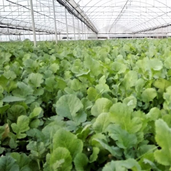 SEMI DI RAFANO FINAL 20 KG (gelivo)