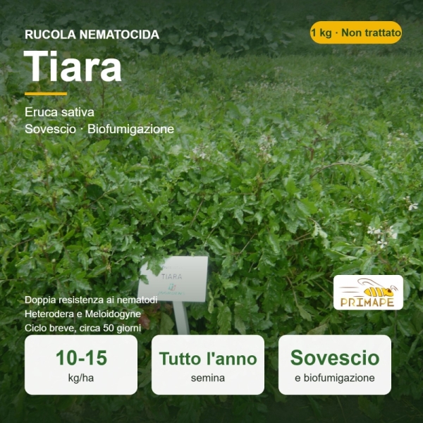 Semi di Rucola Nematocida Tiara – 1 kg – Sovescio e Biofumigazi...