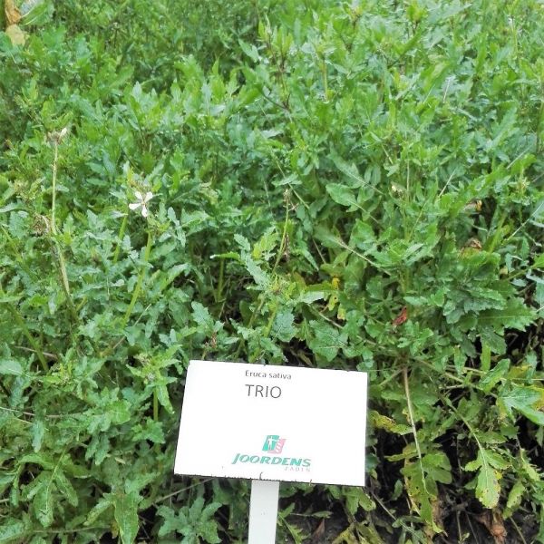 SEMI DI RUCOLA NEMATOCIDA TIARA 1 KG (biofumigante)