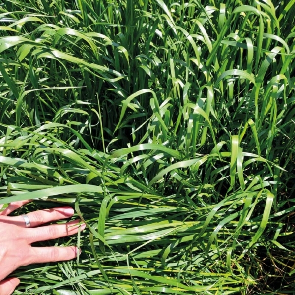 SEMI DI LOIETTO ITALICO EXCELLENT 25 KG BIOLOGICO