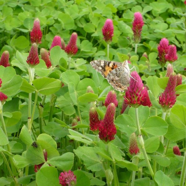 SEMI DI TRIFOGLIO INCARNATO ALBEROBELLO 25 kg - BIOLOGICO