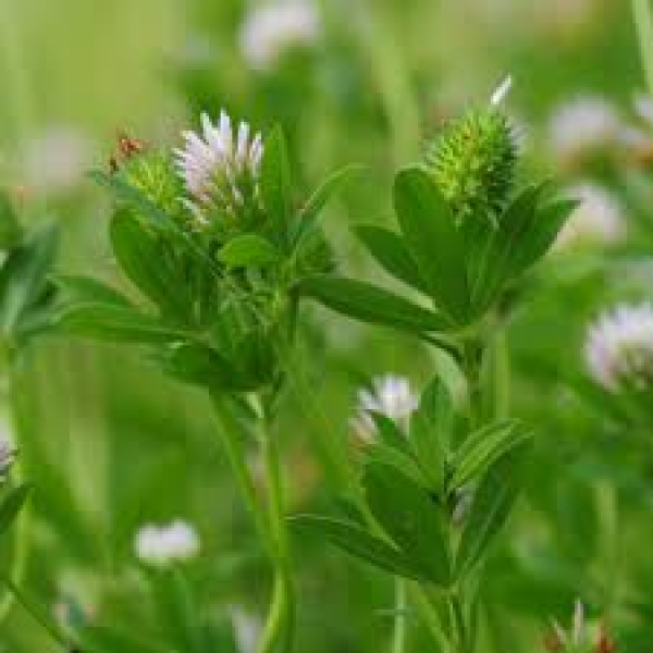 SEMI DI TRIFOGLIO SQUARROSO - 25 KG BIOLOGICO