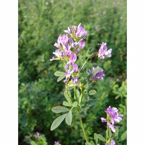 SEMI DI ERBA MEDICA CUORE VERDE 10 KG RIZOBIO NITRO GENIUS 4.0