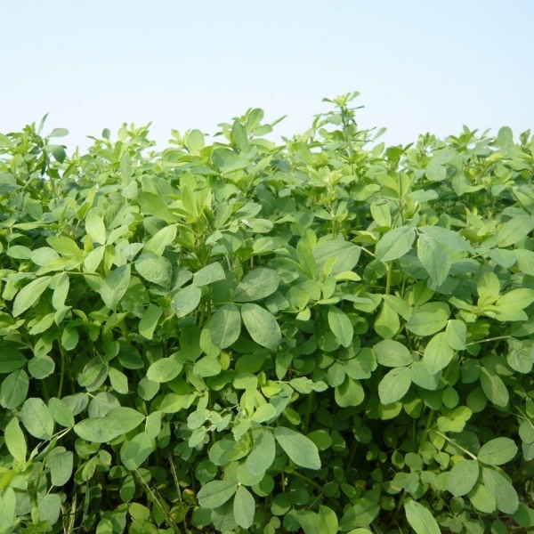 SEMI DI ERBA MEDICA VAR.SIRIVER MK2 KG.10 (non dormiente)
