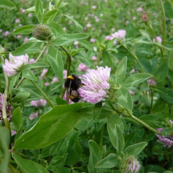 SEMI DI TRIFOGLIO PRATENSE PASIEKA - 25 KG