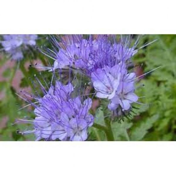 SEMI DI FACELIA BIOLOGICA BALO 10 KG