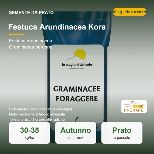 Semi di Festuca Arundinacea Kora – 10 kg – Non trattati – per...