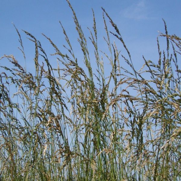 SEMI DI FESTUCA ARUNDINACEA - KORA 10 KG