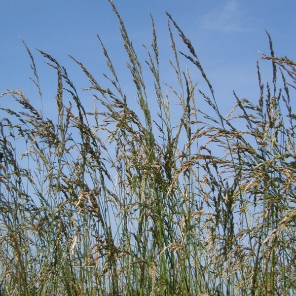 SEMI DI FESTUCA ARUNDINACEA -  FAWN 20 KG