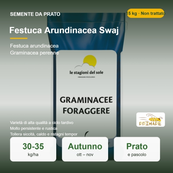 Semi di Festuca Arundinacea Swaj – 15 kg – Prato e Pascolo – ...