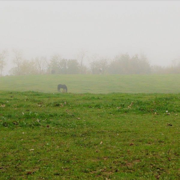 SEMI DI LOIETTO PERENNE GRASSLANDS NUI 25 KG - 2n